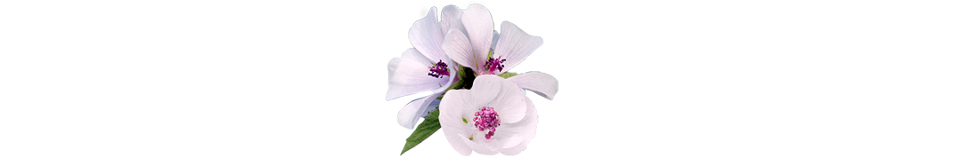 dietetica-altea-flor-hibisco